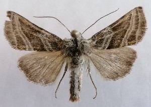  ( - NH.1360)  @11 [ ] by-nc (2022) Jari-Pekka Kaitila Lepidopterological Society of Finland