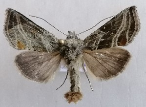  ( - NH.1361)  @11 [ ] by-nc (2022) Jari-Pekka Kaitila Lepidopterological Society of Finland