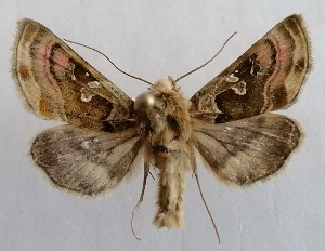  ( - NH.1362)  @11 [ ] by-nc (2022) Jari-Pekka Kaitila Lepidopterological Society of Finland