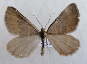  ( - NH.1372)  @11 [ ] by-nc (2022) Jari-Pekka Kaitila Lepidopterological Society of Finland
