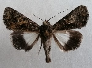  ( - NH.1396)  @13 [ ] by-nc (2022) Jari-Pekka Kaitila Lepidopterological Society of Finland