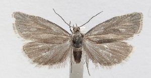  (Dichrorampha sakartvelana - NH.1424)  @11 [ ] by-nc (2022) Jari-Pekka Kaitila Lepidopterological Society of Finland
