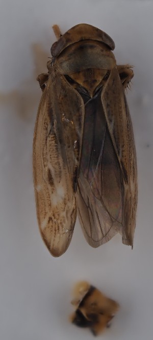  (Pithyotettix orientalis - NH.2231)  @11 [ ] by-nc (2023) Marijke Iso-Kokkila Finnish Museum of Natural History