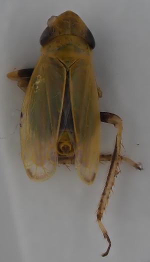  (Diplocolenus limbatellus - NH.2268)  @11 [ ] by-nc (2023) Marijke Iso-Kokkila Finnish Museum of Natural History