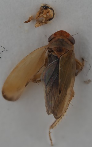  (Pithyotettix morbillosus - NH.2273)  @11 [ ] by-nc (2023) Marijke Iso-Kokkila Finnish Museum of Natural History