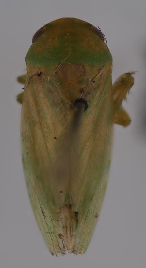  (Batracomorphus allionii - NH.2278)  @11 [ ] by-nc (2023) Marijke Iso-Kokkila Finnish Museum of Natural History