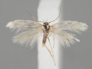  ( - NH.604)  @11 [ ] by-nc (2018) Marko Mutanen University of Oulu