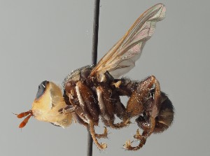  (Myopa fasciata - NH.84)  @11 [ ] by-nc (2018) Marko Mutanen University of Oulu