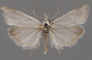  (Catoptria cabardinica - NH.997)  @11 [ ] by-nc (2022) Anssi Vahatalo Luomus