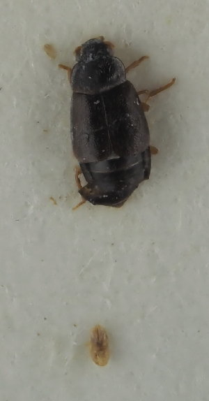  (Proteinus altaicus - NJ.456)  @11 [ ] by-nc (2025) Erkka Laine Luomus