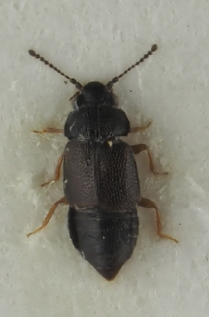  (Megarthrus strandi - NJ.458)  @11 [ ] by-nc (2025) Erkka Laine Luomus