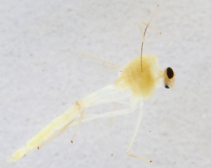  (Tanytarsus multipunctatus - ZMUO.024251)  @12 [ ] CreativeCommons - Attribution Non-Commercial (2015) Marko Mutanen University of Oulu