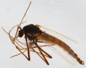  (Microtendipes brevitarsis - ZMUO.024611)  @13 [ ] CreativeCommons - Attribution Non-Commercial (2015) Marko Mutanen University of Oulu
