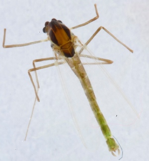  (Tanytarsus aberrans - ZMUO.024873)  @12 [ ] CreativeCommons - Attribution Non-Commercial (2015) Marko Mutanen University of Oulu
