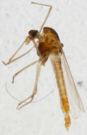  (Rheotanytarsus curtistylus - ZMUO.024901)  @12 [ ] CreativeCommons - Attribution Non-Commercial (2015) Marko Mutanen University of Oulu