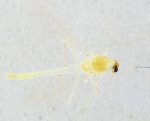  (Tanytarsus medius - ZMUO.025087)  @12 [ ] CreativeCommons - Attribution Non-Commercial (2015) Marko Mutanen University of Oulu