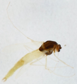  (Tanytarsus excavatus - ZMUO.025098)  @11 [ ] CreativeCommons - Attribution Non-Commercial (2015) Marko Mutanen University of Oulu