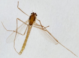 (Rheotanytarsus muscicola - ZMUO.025104)  @12 [ ] CreativeCommons - Attribution Non-Commercial (2015) Marko Mutanen University of Oulu