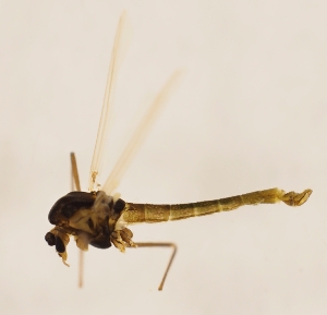  (Tanytarsus norvegicus - ZMUO.029782)  @11 [ ] CreativeCommons - Attribution Non-Commercial (2016) Marko Mutanen University of Oulu