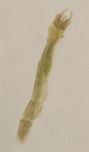  (Tanytarsus quadridentatus - ZMUO.029807)  @11 [ ] CreativeCommons - Attribution Non-Commercial (2016) Marko Mutanen University of Oulu