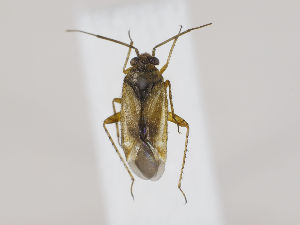  ( - ZMUO.030404)  @11 [ ] CreativeCommons - Attribution Non-Commercial (2019) Marko Mutanen University of Oulu