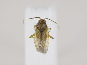  ( - ZMUO.030405)  @11 [ ] CreativeCommons - Attribution Non-Commercial (2019) Marko Mutanen University of Oulu