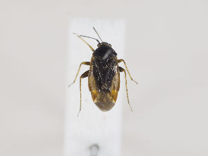  ( - ZMUO.030417)  @11 [ ] CreativeCommons - Attribution Non-Commercial (2019) Marko Mutanen University of Oulu