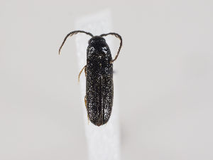  ( - ZMUO.036111)  @11 [ ] CreativeCommons - Attribution Non-Commercial (2019) Marko Mutanen University of Oulu