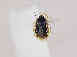  ( - ZMUO.036203)  @11 [ ] CreativeCommons - Attribution Non-Commercial (2019) Marko Mutanen University of Oulu