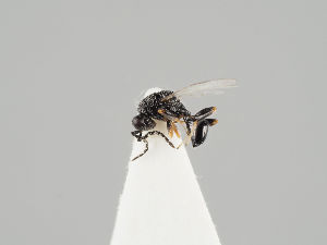  (Eurytoma aciculata - ZMUO.037819)  @11 [ ] by-nc (2018) Marko Mutanen University of Oulu