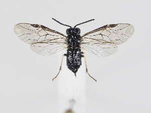  ( - ZMUO.039492)  @11 [ ] by-nc (2020) Marko Mutanen University of Oulu