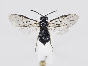  ( - ZMUO.039546)  @11 [ ] by-nc (2020) Marko Mutanen University of Oulu