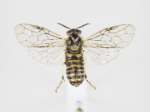  ( - ZMUO.039737)  @11 [ ] by-nc (2020) Marko Mutanen University of Oulu