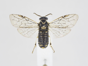  ( - ZMUO.039985)  @11 [ ] by-nc (2020) Marko Mutanen University of Oulu