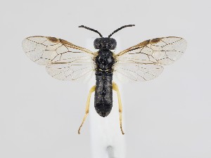  ( - ZMUO.040199)  @11 [ ] by-nc (2020) Marko Mutanen University of Oulu