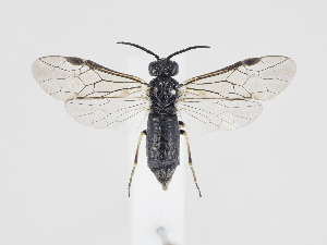  ( - ZMUO.040206)  @11 [ ] by-nc (2020) Marko Mutanen University of Oulu