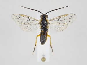  ( - ZMUO.040719)  @11 [ ] by-nc (2020) Marko Mutanen University of Oulu