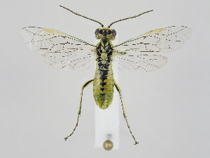  ( - ZMUO.040733)  @11 [ ] by-nc (2020) Marko Mutanen University of Oulu