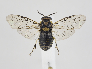  ( - ZMUO.040838)  @11 [ ] by-nc (2020) Marko Mutanen University of Oulu