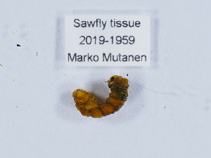  (Pamphilius aucupariae - ZMUO.040906)  @11 [ ] by-nc (2020) Marko Mutanen University of Oulu