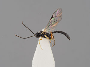  ( - ZMUO.041373)  @11 [ ] by-nc (2018) Marko Mutanen University of Oulu