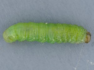  ( - ZMUO.042020)  @11 [ ] by-nc (2021) Marko Mutanen University of Oulu