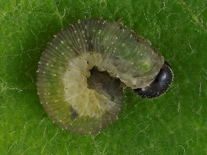  ( - ZMUO.042107)  @11 [ ] by-nc (2021) Marko Mutanen University of Oulu