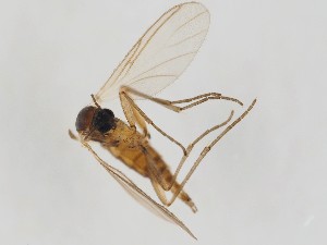  (Corynoptera spiciforceps - ZMUO.043363)  @11 [ ] by-nc (2021) Marko Mutanen University of Oulu