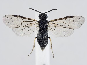  ( - ZMUO.043963)  @11 [ ] by-nc (2021) Marko Mutanen University of Oulu