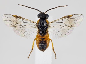  ( - ZMUO.044152)  @11 [ ] by-nc (2021) Marko Mutanen University of Oulu