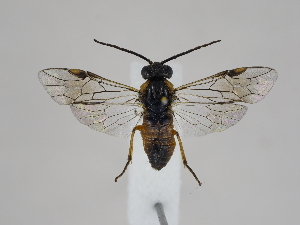  ( - ZMUO.044498)  @11 [ ] by-nc (2021) Marko Mutanen University of Oulu