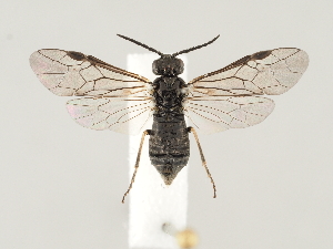  ( - ZMUO.046198)  @11 [ ] by-nc (2021) Marko Mutanen University of Oulu