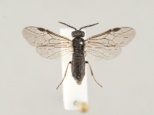  ( - ZMUO.046201)  @11 [ ] by-nc (2021) Marko Mutanen University of Oulu