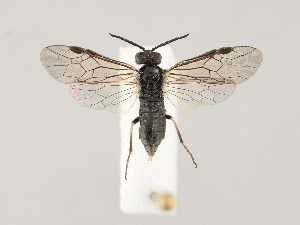  ( - ZMUO.046203)  @11 [ ] by-nc (2021) Marko Mutanen University of Oulu